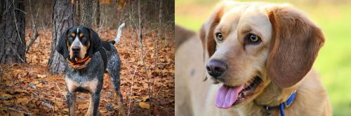 Bluetick Coonhound vs Beago