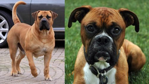 Boerboel vs Boxer - Breed Comparison