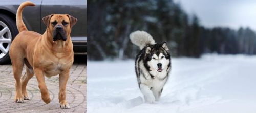 Boerboel vs Siberian Husky - Breed Comparison