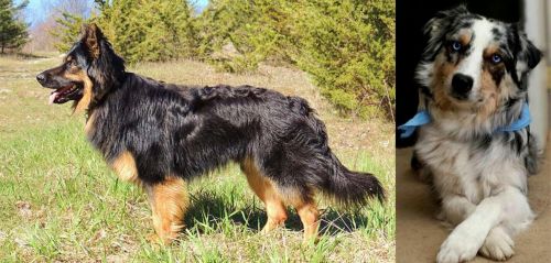 Bohemian Shepherd vs Australian Collie - Breed Comparison