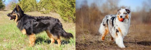 Bohemian Shepherd vs Australian Shepherd - Breed Comparison