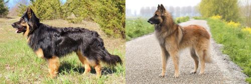 Bohemian Shepherd vs Belgian Shepherd Dog (Tervuren) - Breed Comparison