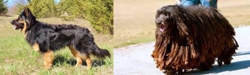 Bohemian Shepherd vs Bergamasco - Breed Comparison