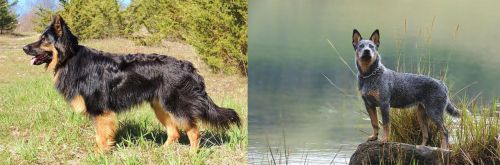 Bohemian Shepherd vs Blue Healer - Breed Comparison