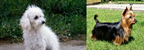 Bolognese vs Australian Silky Terrier - Breed Comparison
