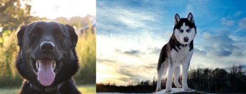 Borador vs Alaskan Husky - Breed Comparison