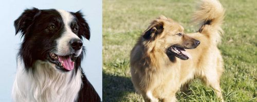 Border Collie vs Basque Shepherd - Breed Comparison