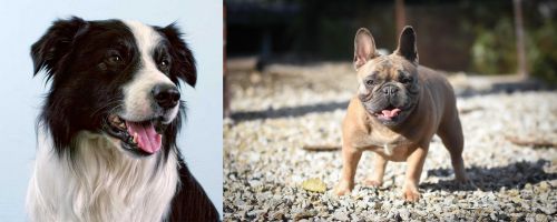 Border Collie vs French Bulldog - Breed Comparison