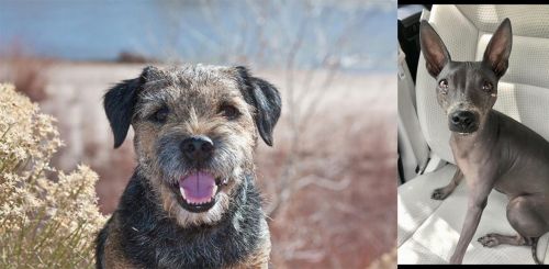 Border Terrier vs American Hairless Terrier
