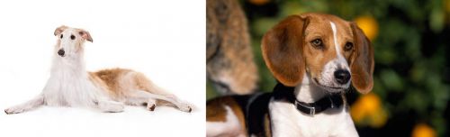 Borzoi vs American Foxhound - Breed Comparison