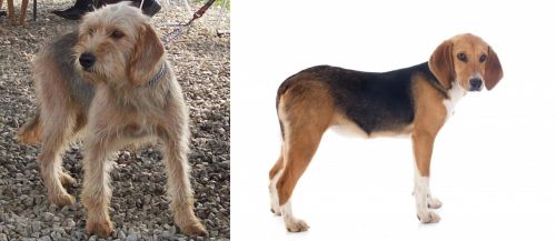 Bosnian Coarse-Haired Hound vs Beagle-Harrier - Breed Comparison