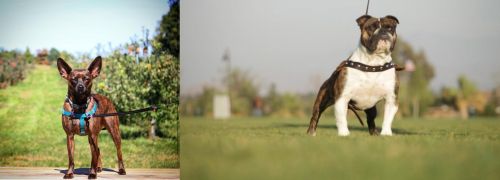 Bospin vs Bantam Bulldog - Breed Comparison
