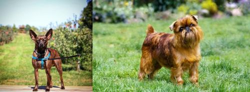 Bospin vs Belgian Griffon - Breed Comparison