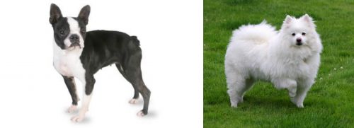 Boston Terrier vs American Eskimo Dog - Breed Comparison