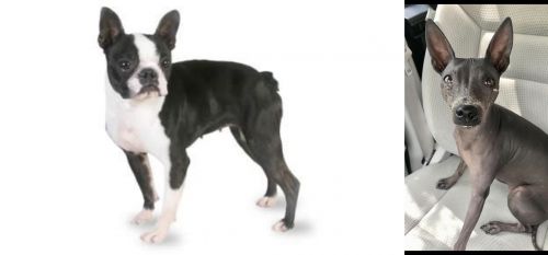 Boston Terrier vs American Hairless Terrier - Breed Comparison