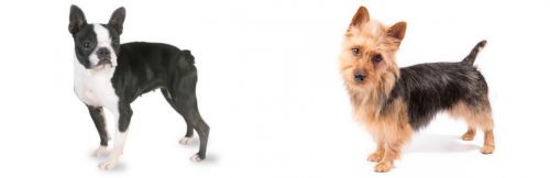 Boston Terrier vs Australian Terrier - Breed Comparison