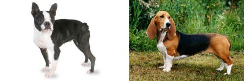 Boston Terrier vs Basset Artesien Normand - Breed Comparison
