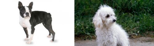 Boston Terrier vs Bolognese - Breed Comparison