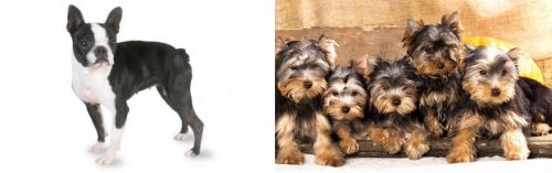 Boston Terrier vs Yorkshire Terrier Breed Comparison