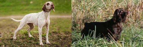 Braque du Bourbonnais vs Boykin Spaniel - Breed Comparison