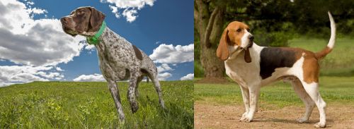 Braque Francais (Pyrenean Type) vs Artois Hound - Breed Comparison