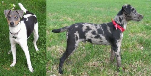 Brazilian Terrier vs Atlas Terrier - Breed Comparison