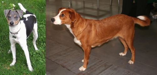 Brazilian Terrier vs Austrian Pinscher