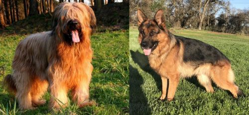Briard vs German Shepherd - Breed Comparison