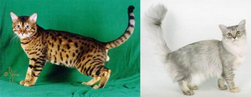 Bristol vs Asian Semi-Longhair - Breed Comparison