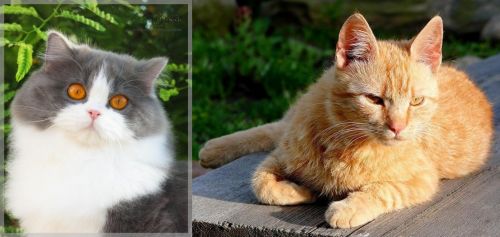 British Longhair vs Brazilian Shorthair - Breed Comparison