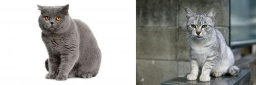 British Shorthair vs Australian Mist - Breed Comparison