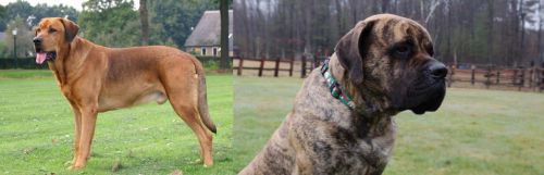 Broholmer vs American Mastiff - Breed Comparison