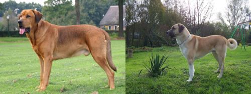 Broholmer vs Anatolian Shepherd - Breed Comparison