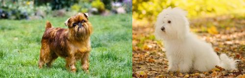 Brussels Griffon vs Bichon Bolognese - Breed Comparison