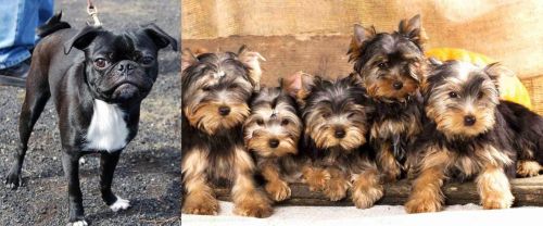 Bugg vs Yorkshire Terrier - Breed Comparison