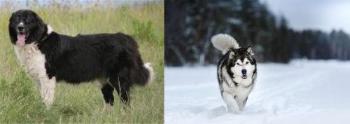 Bulgarian Shepherd vs Siberian Husky