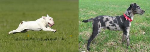 Bull Terrier vs Atlas Terrier - Breed Comparison