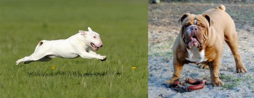 Bull Terrier vs Australian Bulldog - Breed Comparison