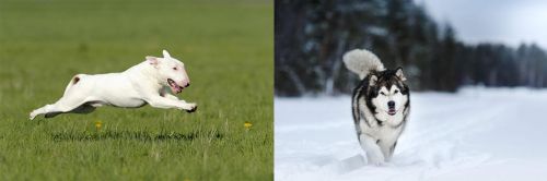 distance banner bolt Bull Terrier vs Siberian Husky - Breed Comparison
