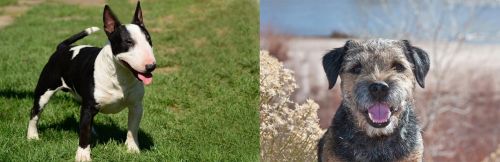 Bull Terrier Miniature vs Border Terrier - Breed Comparison