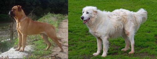 Bullmastiff vs Abruzzenhund - Breed Comparison