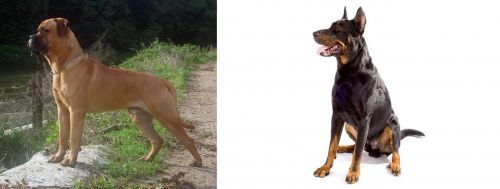 Bullmastiff vs Beauceron - Breed Comparison