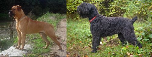Bullmastiff vs Black Russian Terrier - Breed Comparison