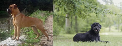 Bullmastiff vs Bouvier des Flandres - Breed Comparison