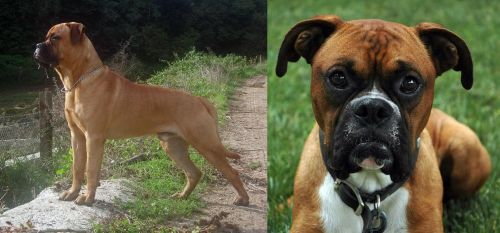 Bullmastiff vs Boxer - Breed Comparison