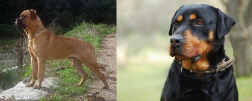 Bullmastiff vs Rottweiler
