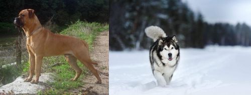 Bullmastiff vs Siberian Husky - Breed Comparison