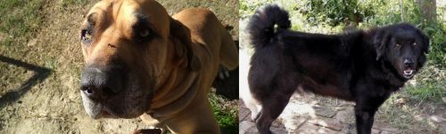 Cabecudo Boiadeiro vs Bakharwal Dog - Breed Comparison