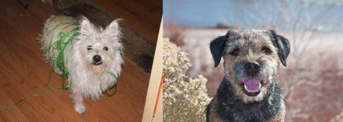 Cairland Terrier vs Border Terrier - Breed Comparison