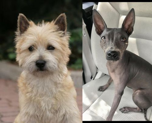 Cairn Terrier vs American Hairless Terrier - Breed Comparison